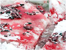 Bay seal bodies left to rot